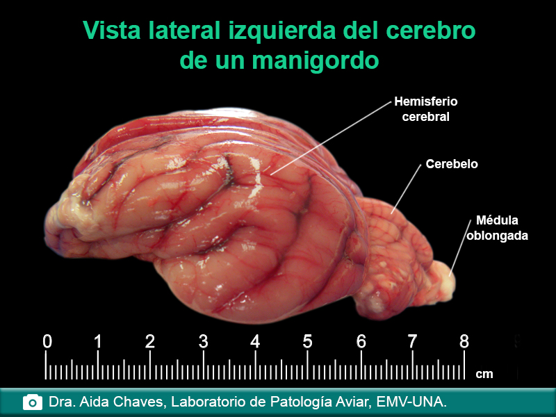 Vista lateral del cerebro de un manigordo